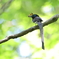 人気の鳥さん