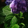 The hydrangea