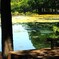 上尾円山公園散策 (4)