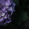 紫陽花。