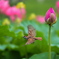 ハスの花とスズメ