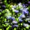 花壇に咲くアガパンサス