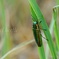 Jewel beetle…