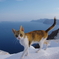 エーゲ海猫19