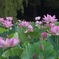 お出かけ(249)-2（花蓮@古河公方公園）