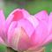 蓮の花  「大賀蓮」　　