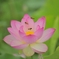 花園