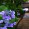 古寺の紫陽花