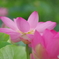 福島潟の7月