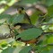 ヤマガラ家族　パパと幼鳥
