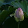 蓮の蕾
