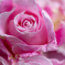 魅惑の薔薇-Ⅸ