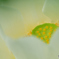 花芯を愛でる