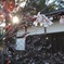 寒桜