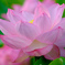 DSCF4135