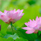 DSCF4177