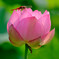 DSCF4193