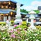 境内に咲く