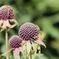 _MG_5382 (1)