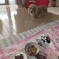 朝ごはんを遠くから見つめるミラちゃん