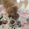 ご飯を食べに来るミラちゃん