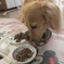 3つのお皿どれから食べる？