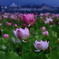 ヤマサ蓮の花苑‐Ⅱ