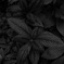観葉植物