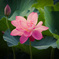 池に蓮の花咲く①