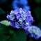 紫陽花(再投稿)