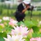 ハスのお花♪