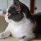 こねこの感傷