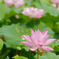 花蓮