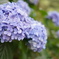 紫陽花