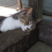 猫も夏バテ