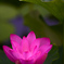 蓮の花