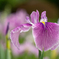 花菖蒲4