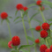 赤い千日紅