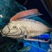 魚津水族館　リュウグウノツカイ