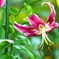 Brilliant Lily