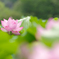 花蓮 Ⅱ