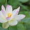 蓮の花咲く