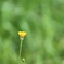 街の花