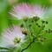 ネムノキの花咲く頃