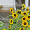 夏の花
