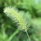 四季折々の花 (67)