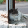暑い日差しのこちらとあちら