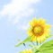 ひまわり。