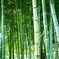 竹林