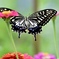 花畑を飛ぶ蝶